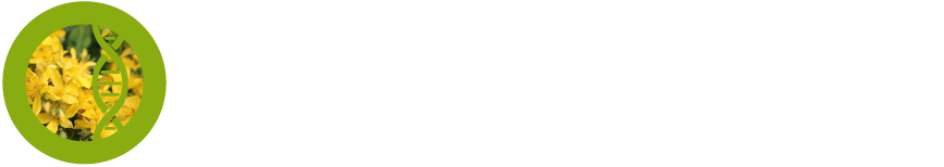 DermalRx Acetygen white