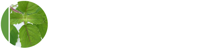 Holy Basil OSE white