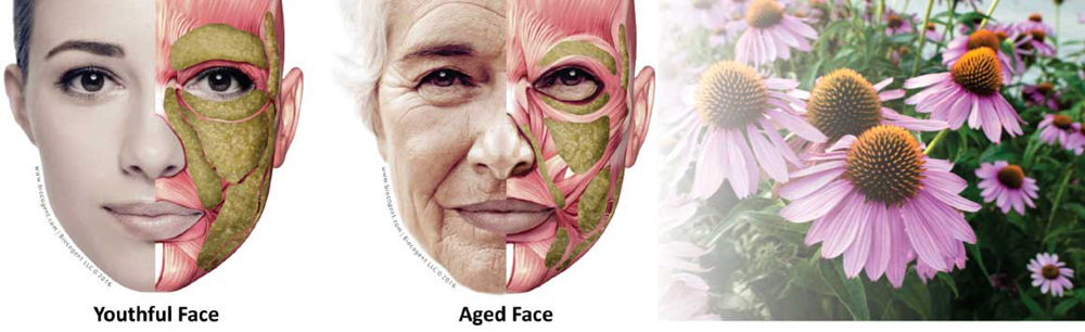 Comparison of a youthful and aged face with underlying facial muscles and skin layers exposed, alongside blooming purple coneflowers (echinacea) in the background.