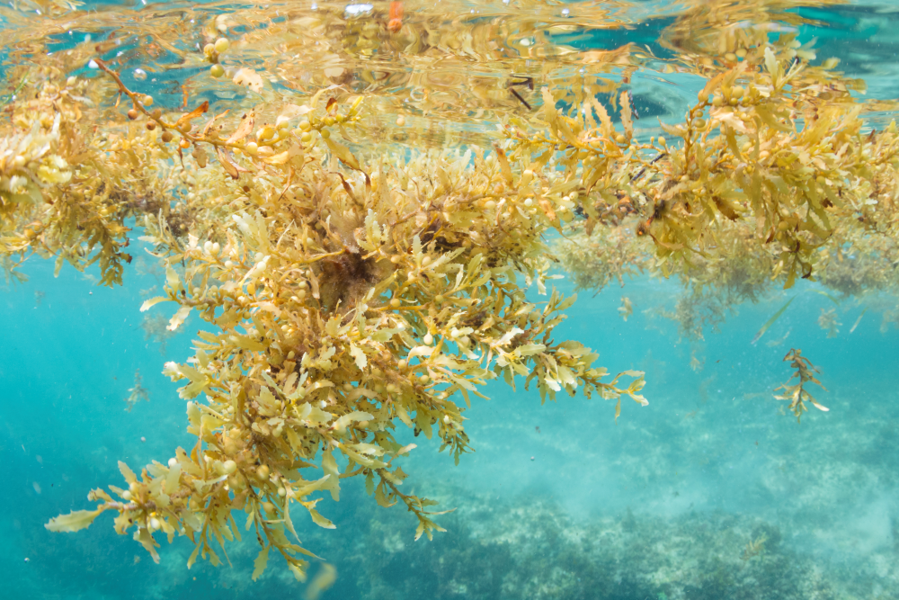 sargassum seaweed