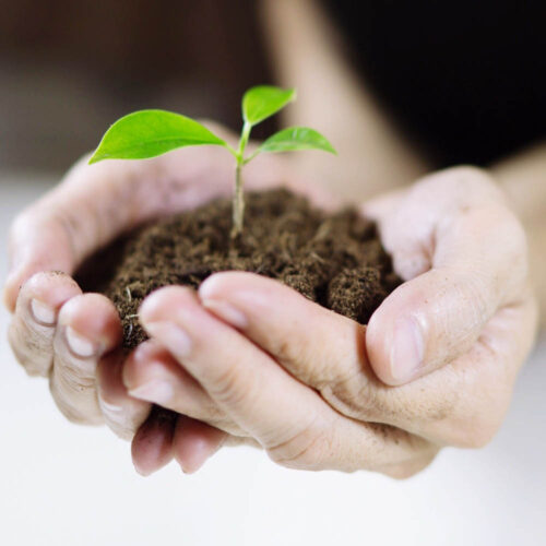Cradling a tree sprout - Sustainability Image 1