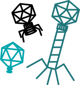 phages